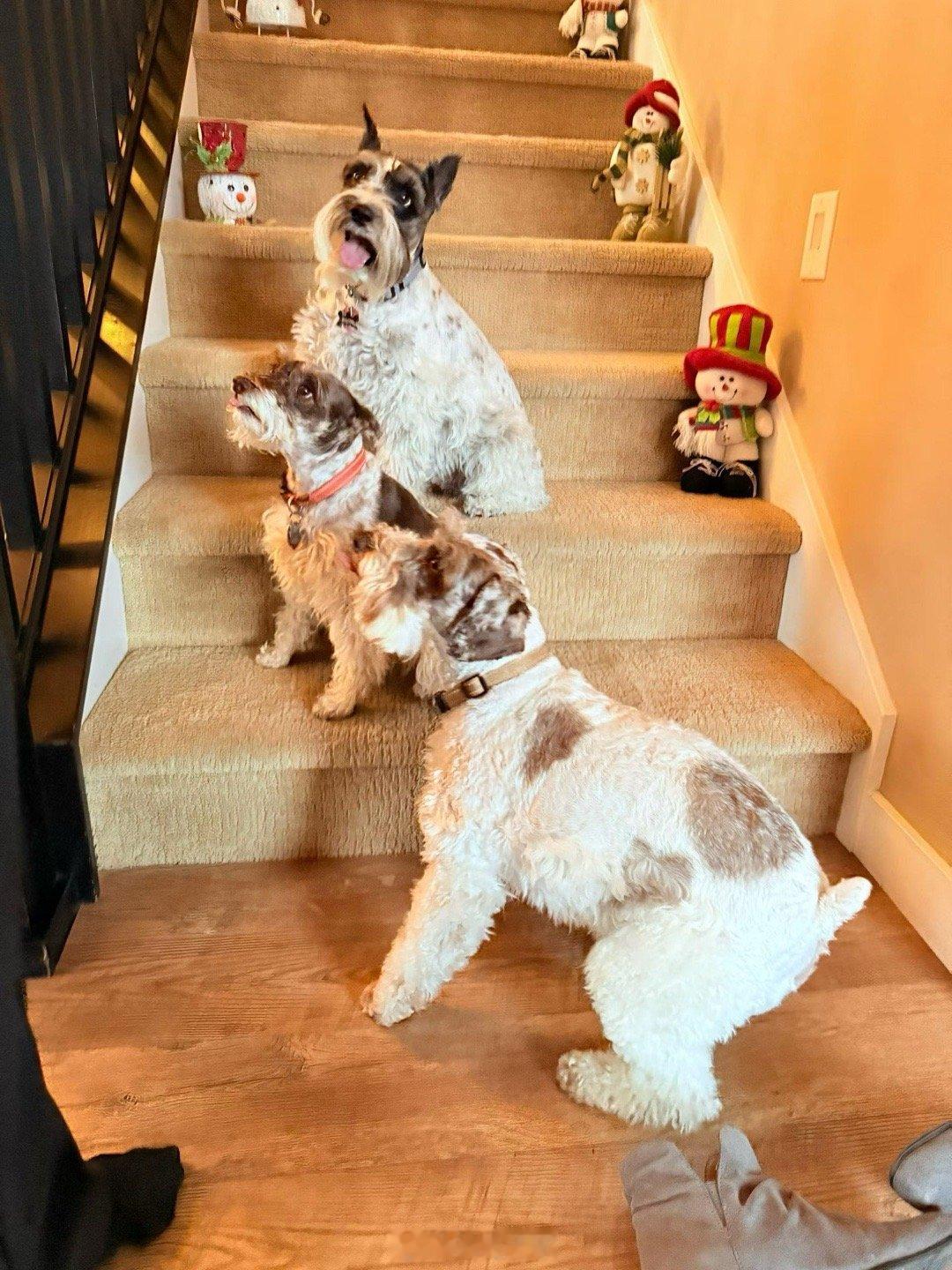 吉哥如今是狗家庭中身躯和体重最大的一个了。 