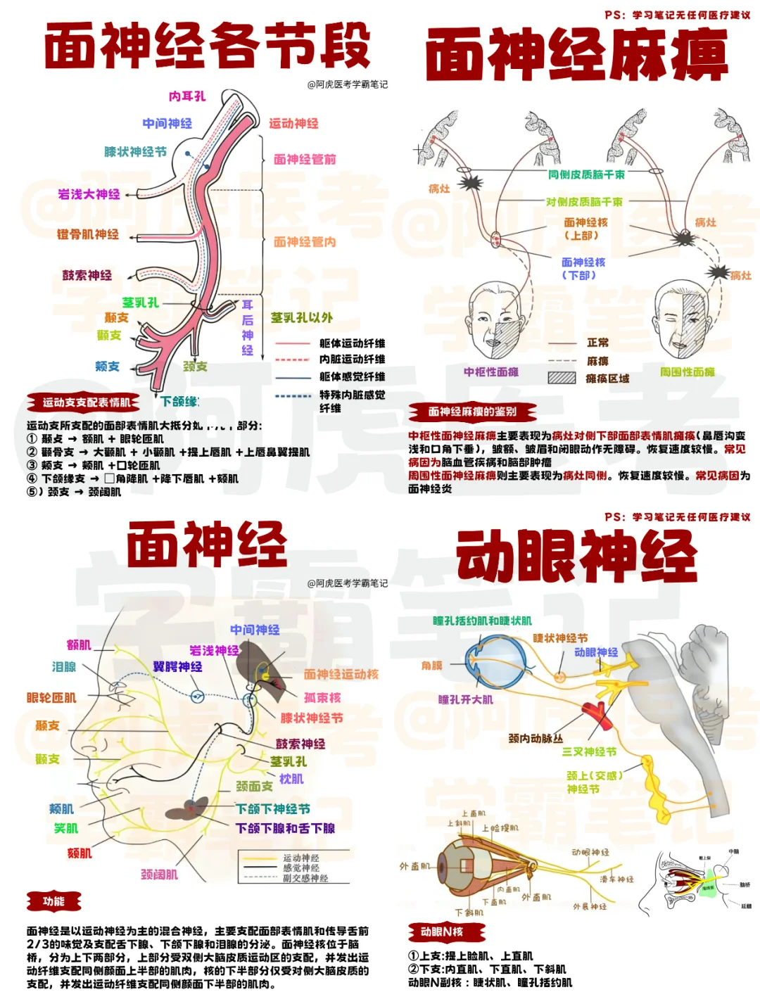 医学生笔记📒：面神经结构和功能合集👆