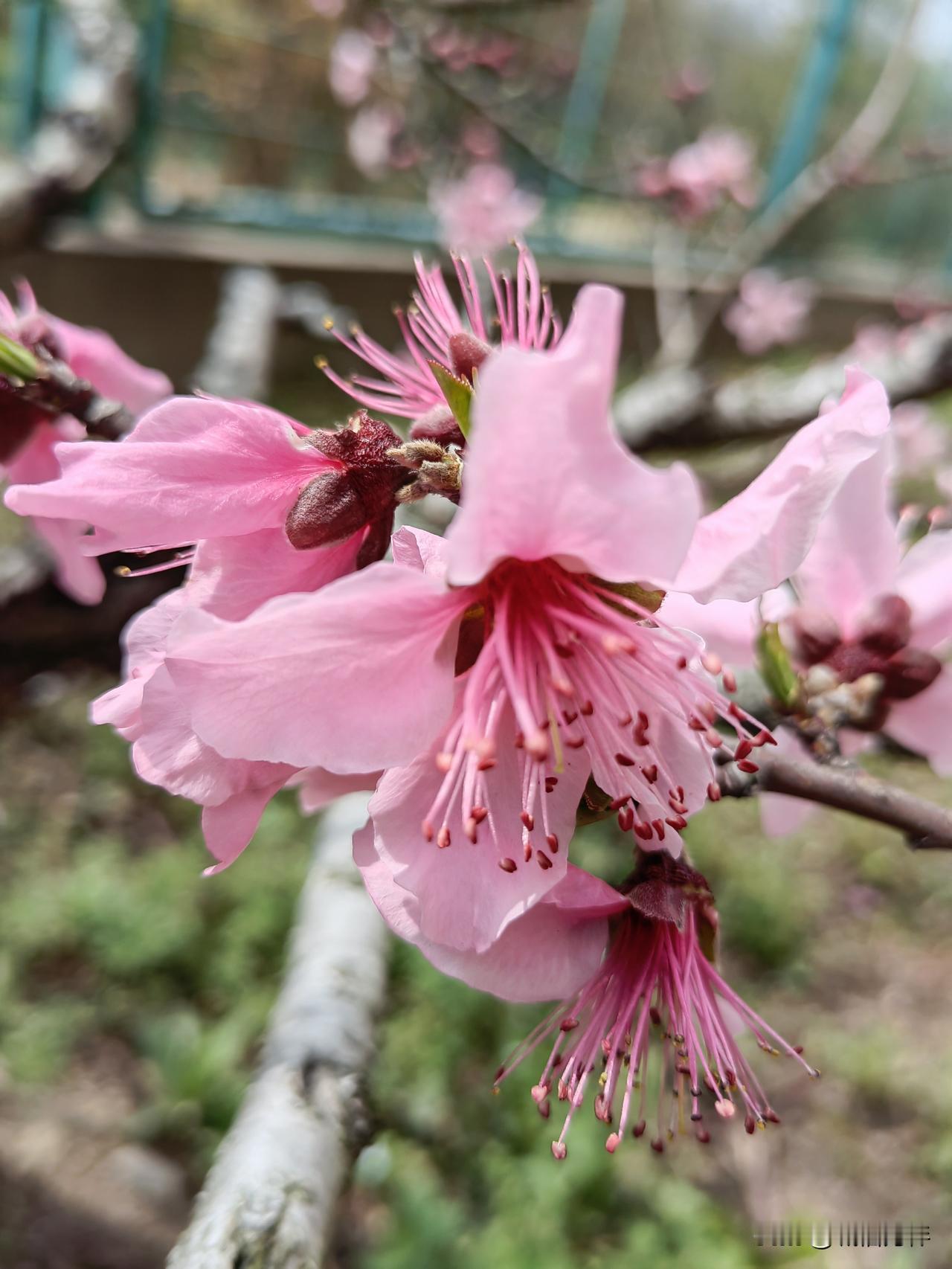 今天，73 岁的老男人陪同老知青来乡下买果树苗，正好清明踏青，我领着老知青们买好