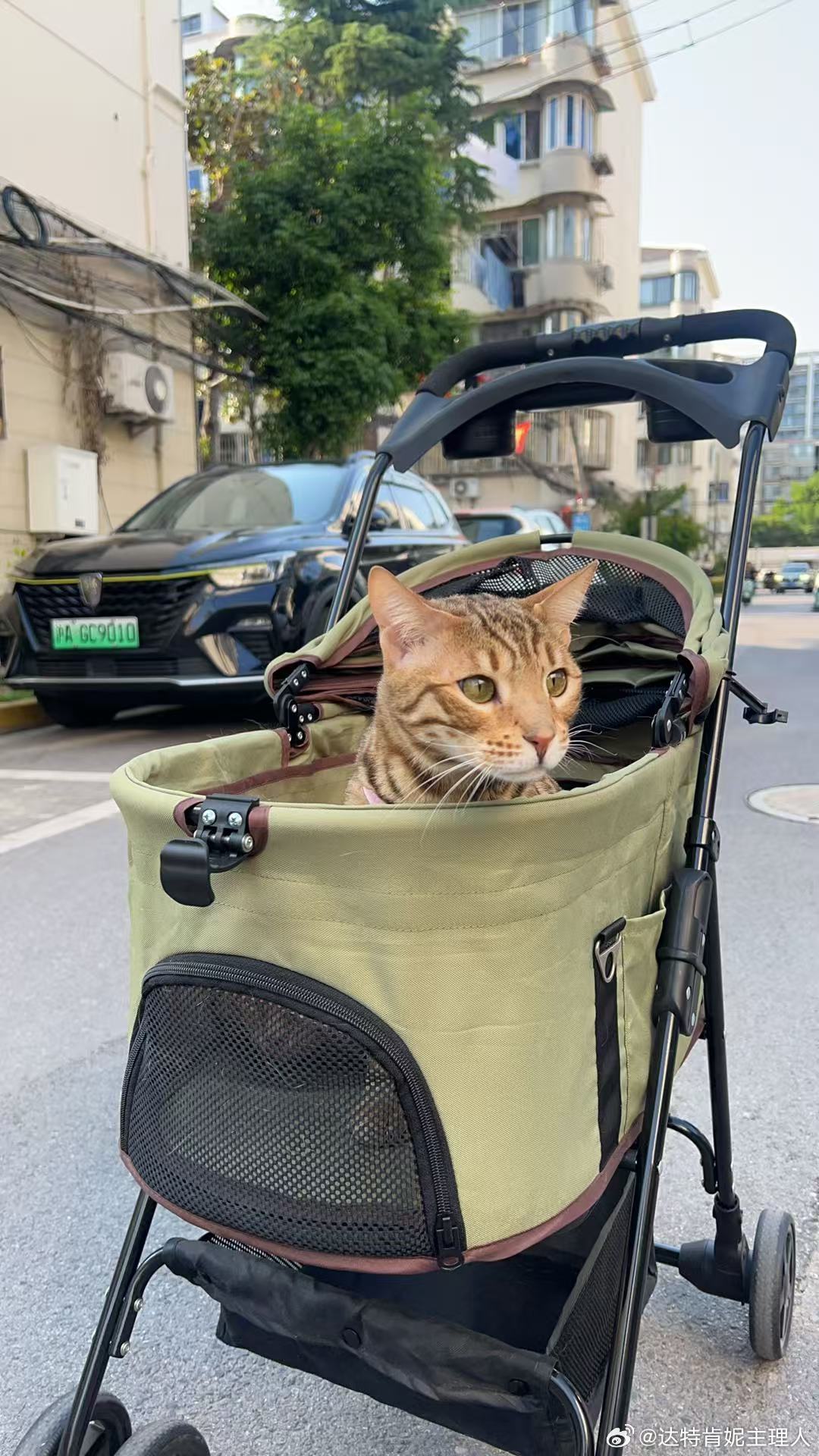 我这只豹猫是天使小猫(除了爱抱着鞋子咬和踢)，怎么摸它都不会咬你，摸肚皮也不介意