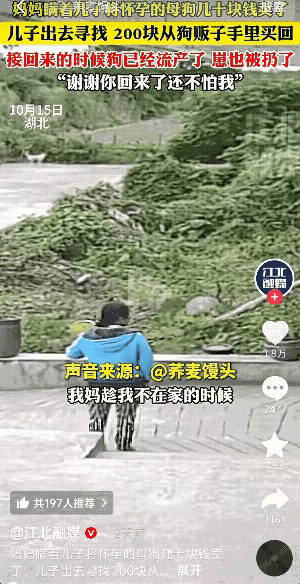 谁能想到，一条护家又懂事的怀孕母狗，会被主人家以80到100块的价格悄悄卖掉？湖