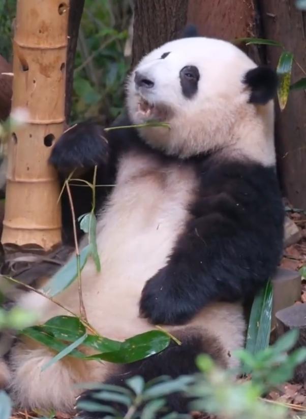 谁能拒绝软萌小奶花呀！
圆乎乎的小脸蛋，短短的小身子，自带呆萌滤镜，一举一动都软