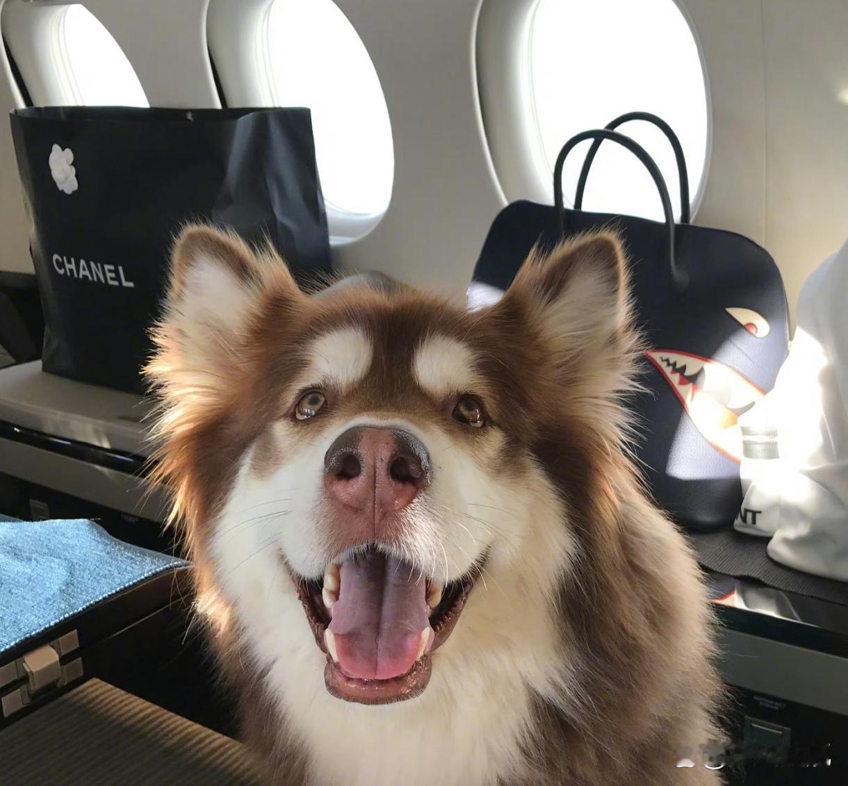 王校长的爱犬王可可，生活奢华得让人瞩目。无论是豪车还是飞机，它总能享受到最好的待