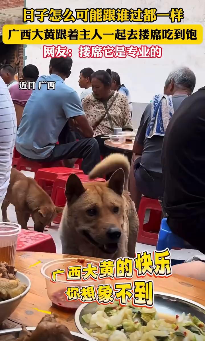 日子怎么可能跟谁过都一样，广西大黄跟着主人一起去搂席吃到饱。网友：搂席它是专业的
