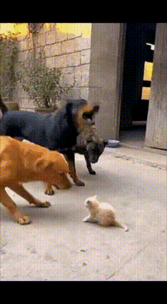 猫妈带“军团”救崽！三条大狗秒变“躺平”怂包
 
三条大狗把小猫围在中间，龇牙咧