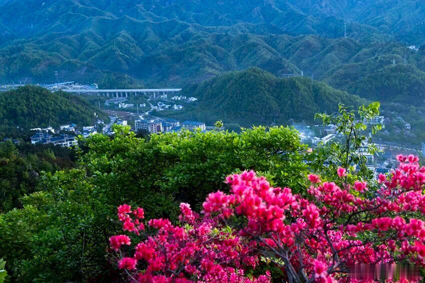 河南人的五一被杜鹃花承包了 近日，河南老界岭上杜鹃花绽放，站在山腰，杜鹃映山，云