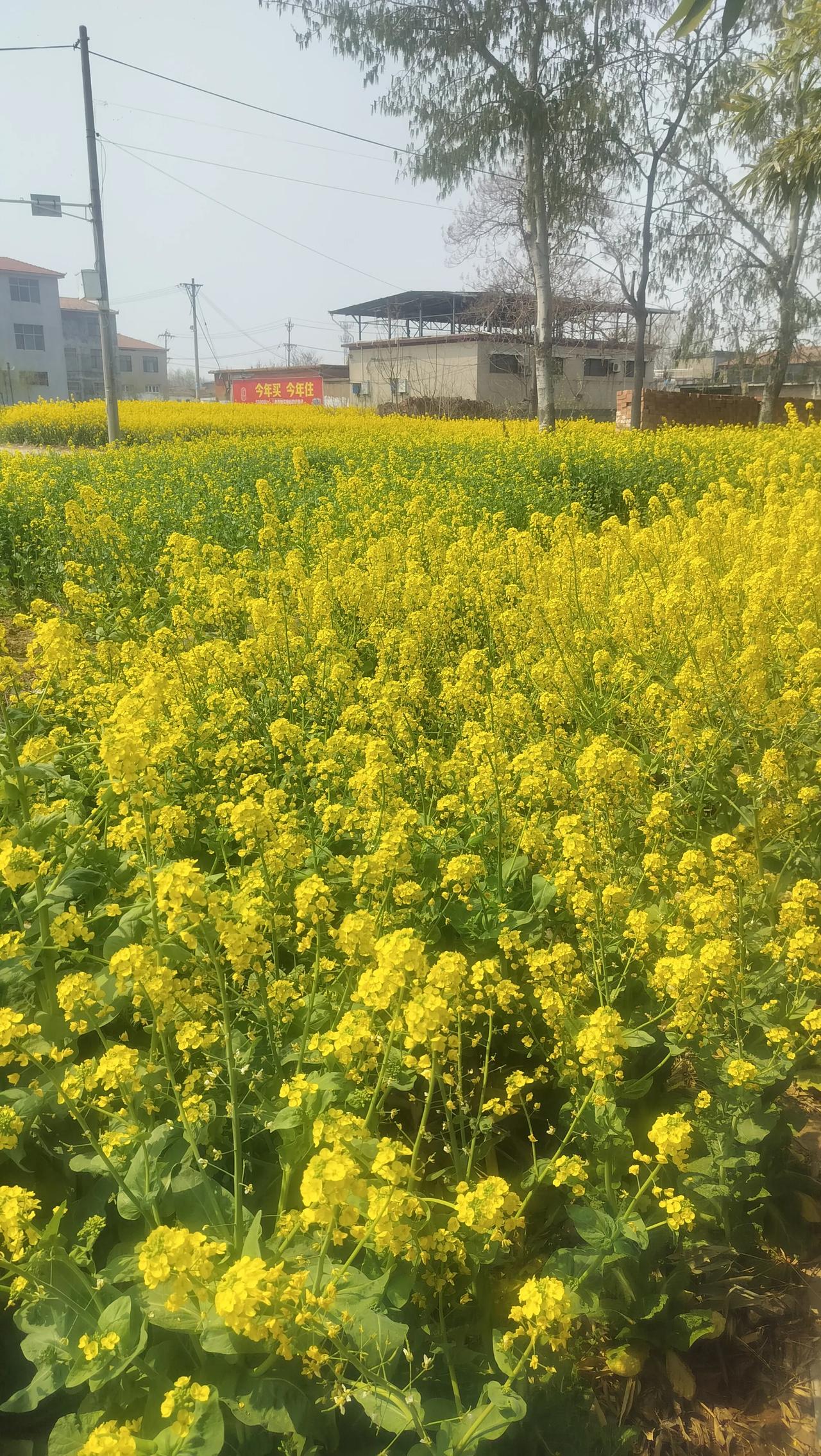 风里裹着暖，漫山遍野的油菜花就这么开得热闹。明黄一片，像把阳光揉碎了撒在田埂上，