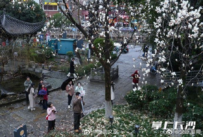 湖南花花世界等你打卡发现湖南的美好 【在长沙遇见绝美玉兰 】3月1日下午，长沙市