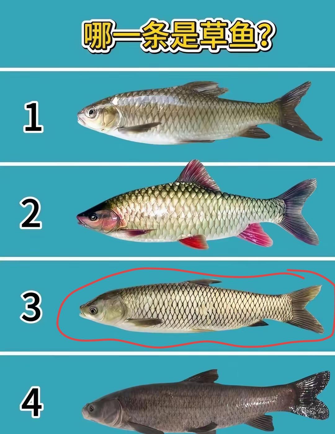 哪条鱼是草鱼，猜猜看！这几种鱼你都认识吗？第3号是草鱼🐟吧？