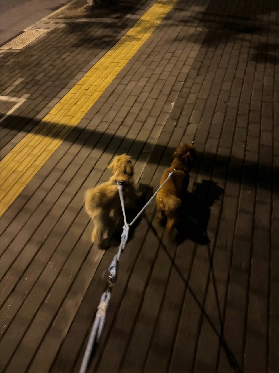 虚伪贱力破同居🍬，一人溜两狗 ​​​