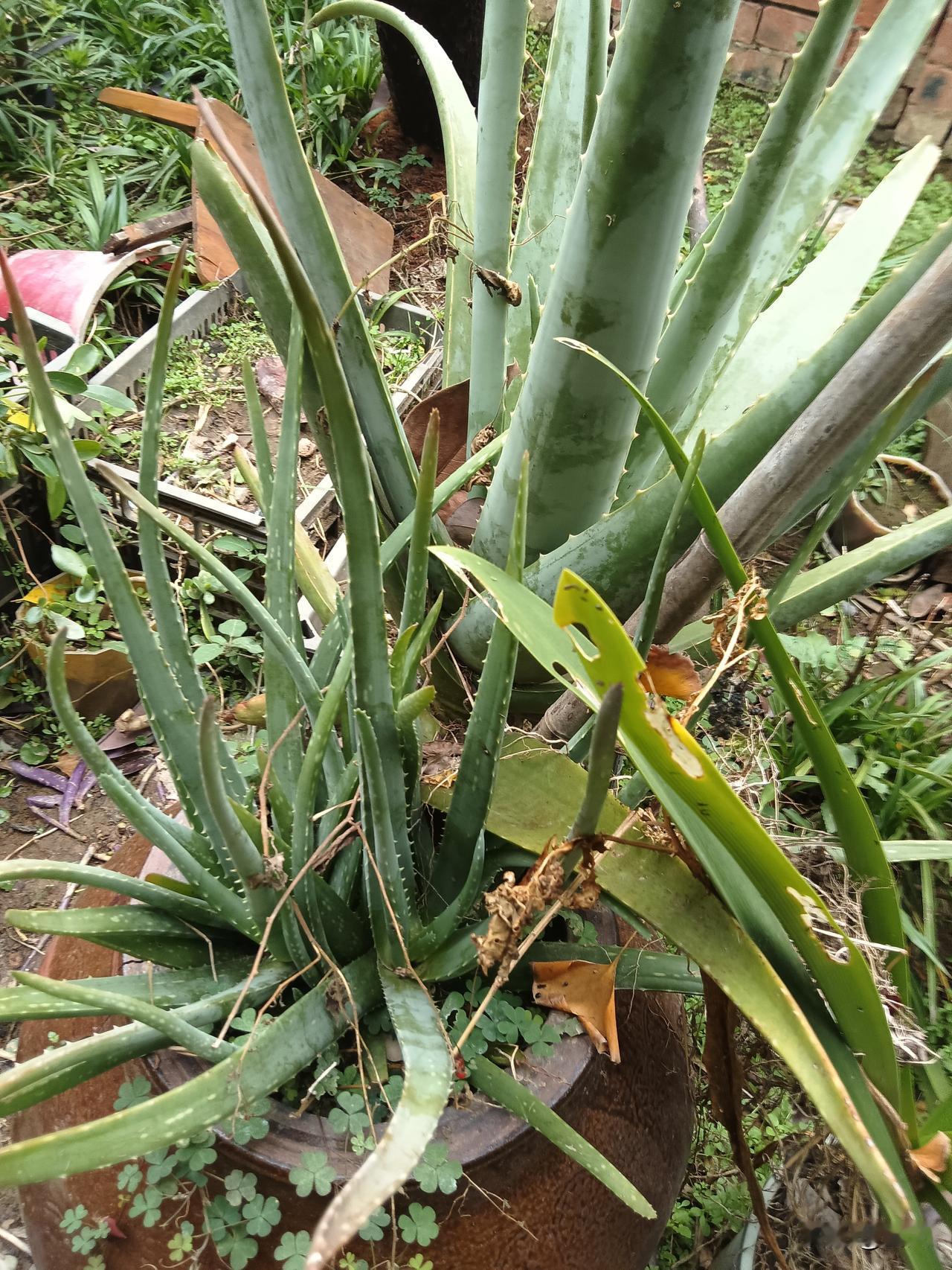 终于歇了/留下满地狼藉的水洼
倒映着灰扑扑的天
 我拖着灌了铅的腿
挪到檐下
衣