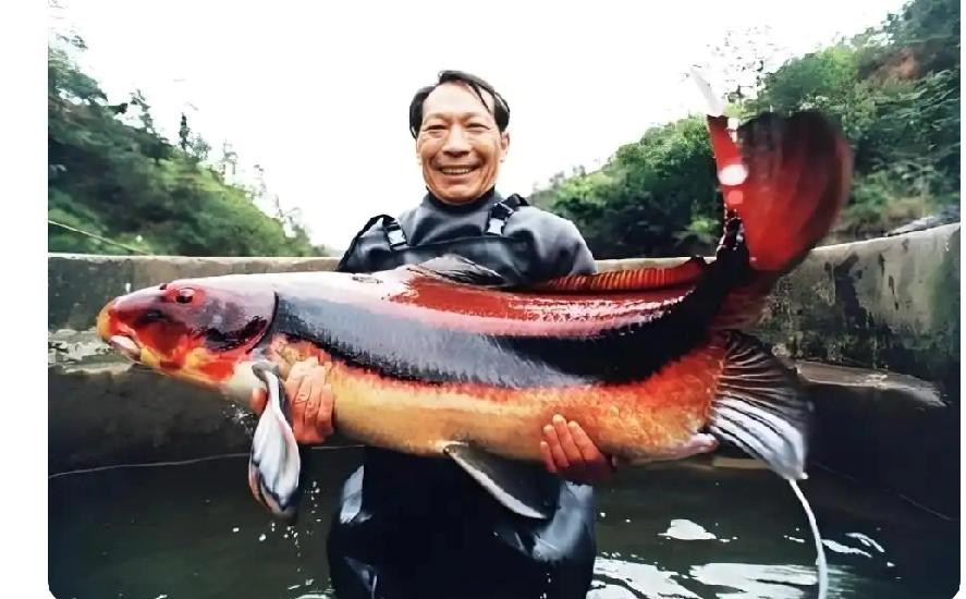 江西一小伙意外钓到疑似国家一级保护动物长江鲟，吓得连忙放生并报警，这一行为引发广