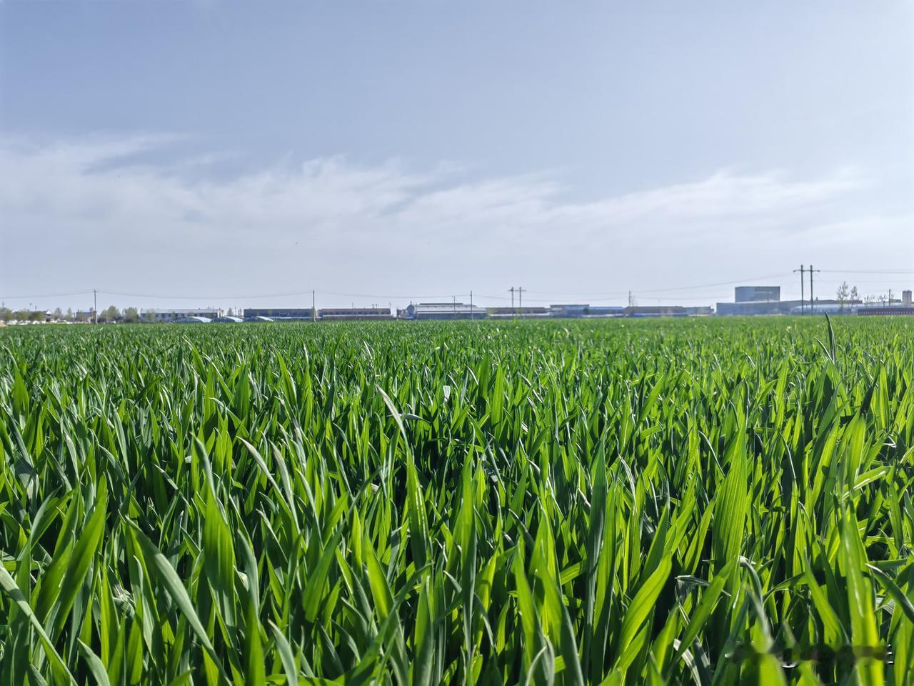 春暖花开，沃野千里！