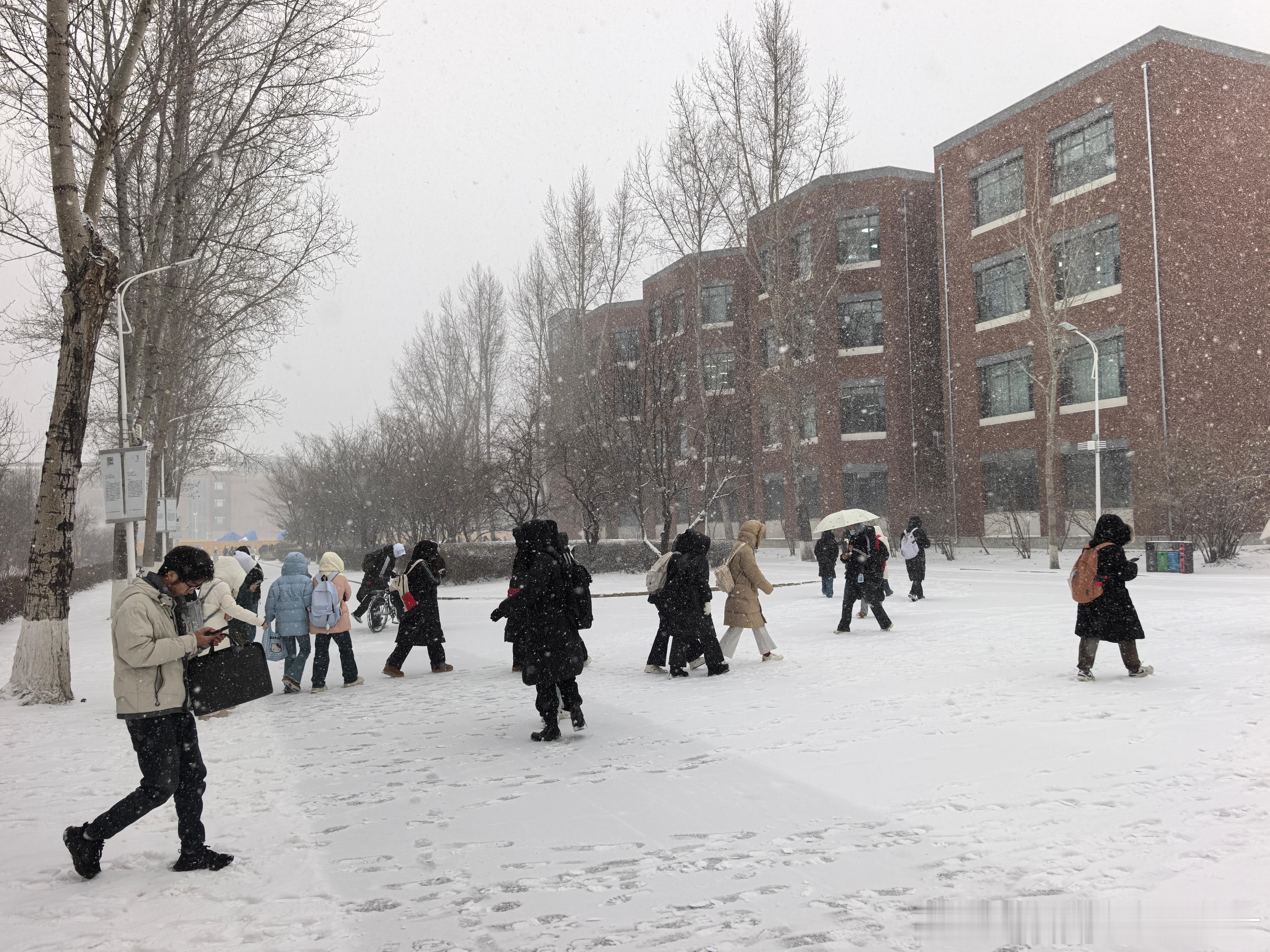 正经的雪终于来了。雪景
