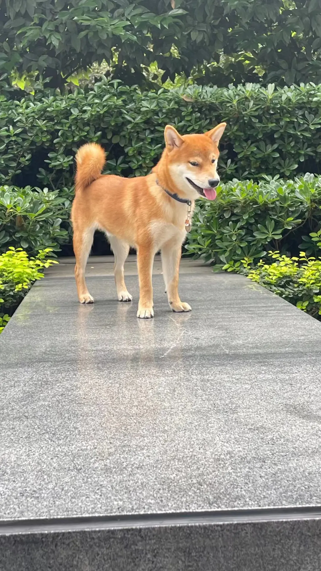 这么丑的柴犬都是谁在养啊