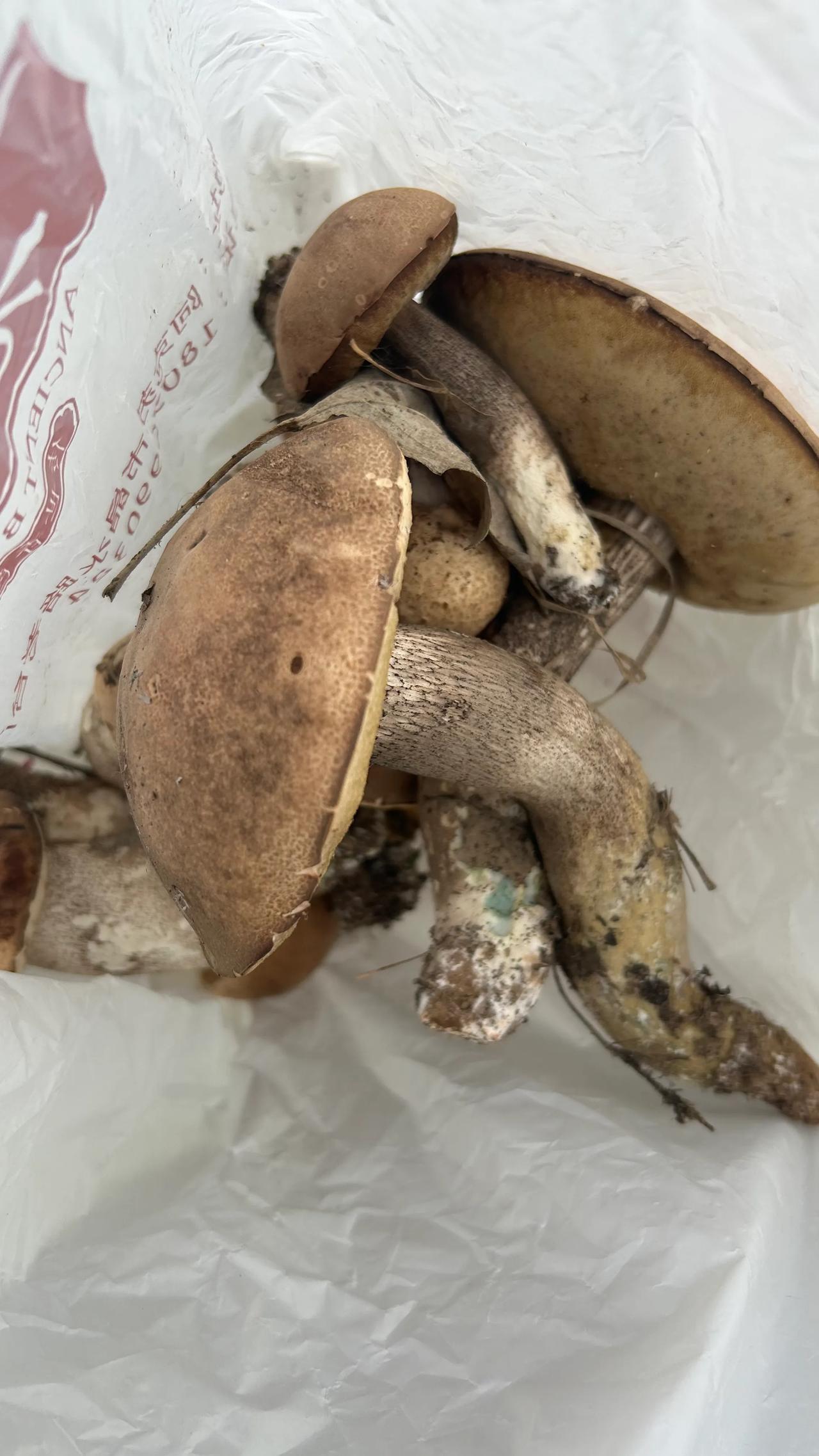 晒出你最近捡的菌子
