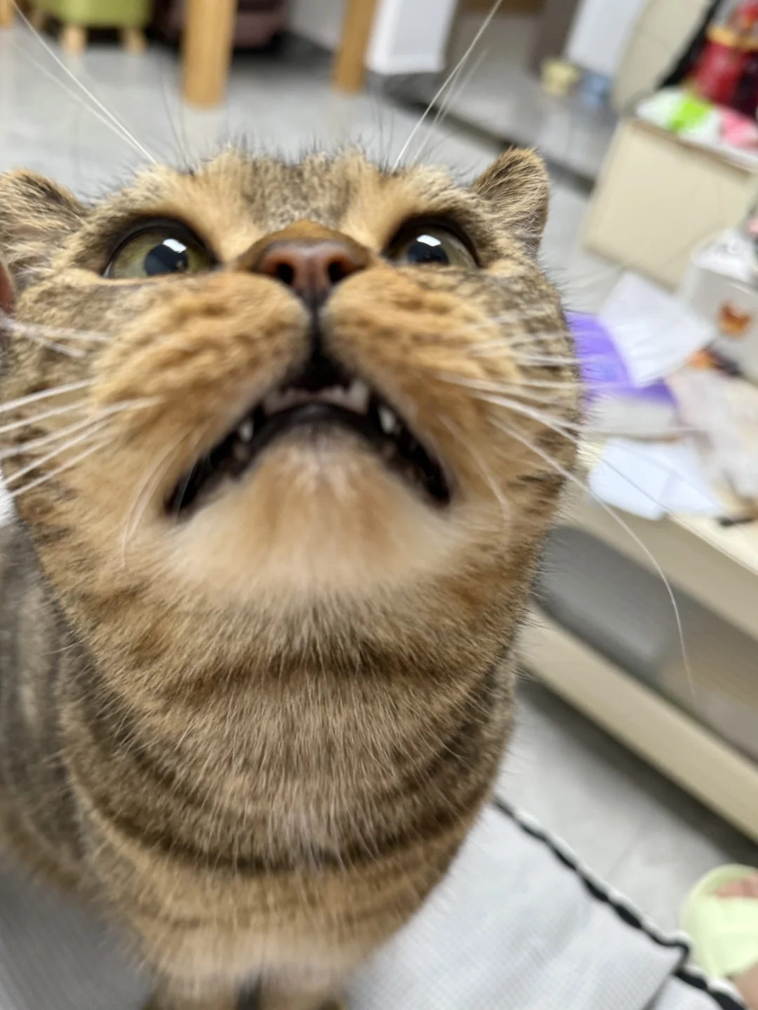 冻干可以骗来小猫～
