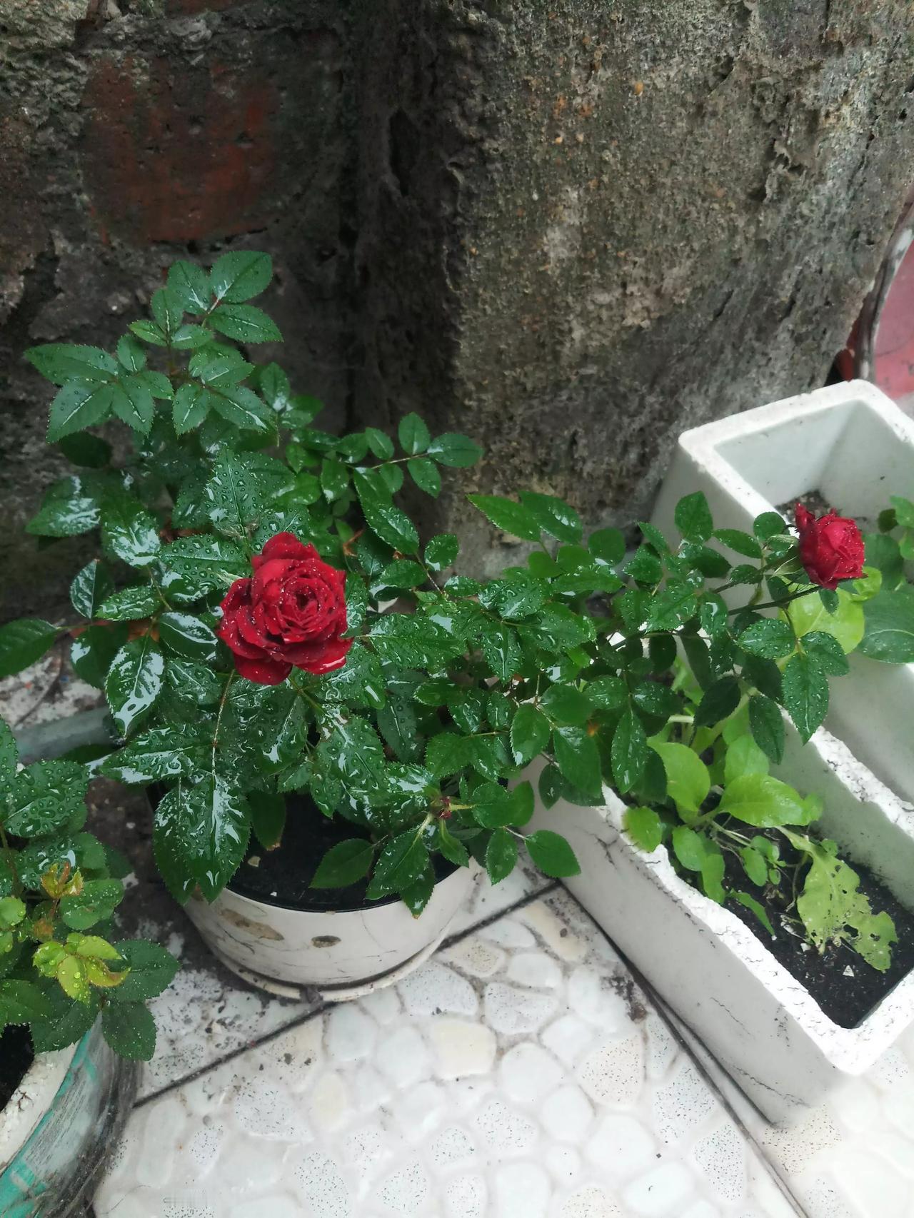 #对于花花草草,大家都有什么感悟?# 有心栽花花不开，无心插柳柳成荫，种花喜欢这