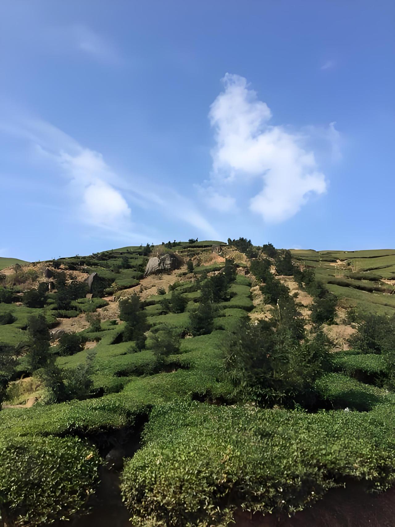 生财有道——“此道”非“彼道”！//@十六岁的退休老头:香榧能赚钱吗？