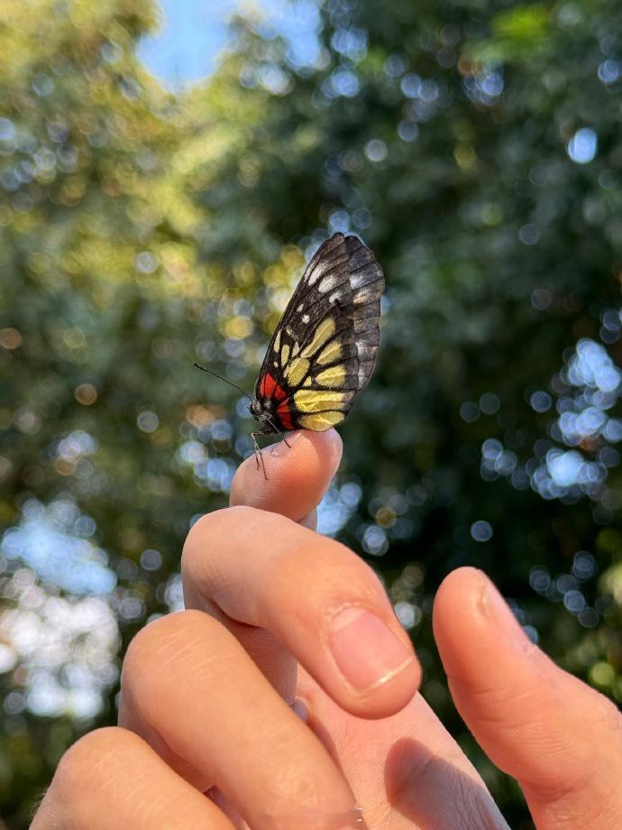 赵一博遇到了一只报喜斑粉蝶  赵一博希望它的出现能继续给我们带来好运  赵一博在