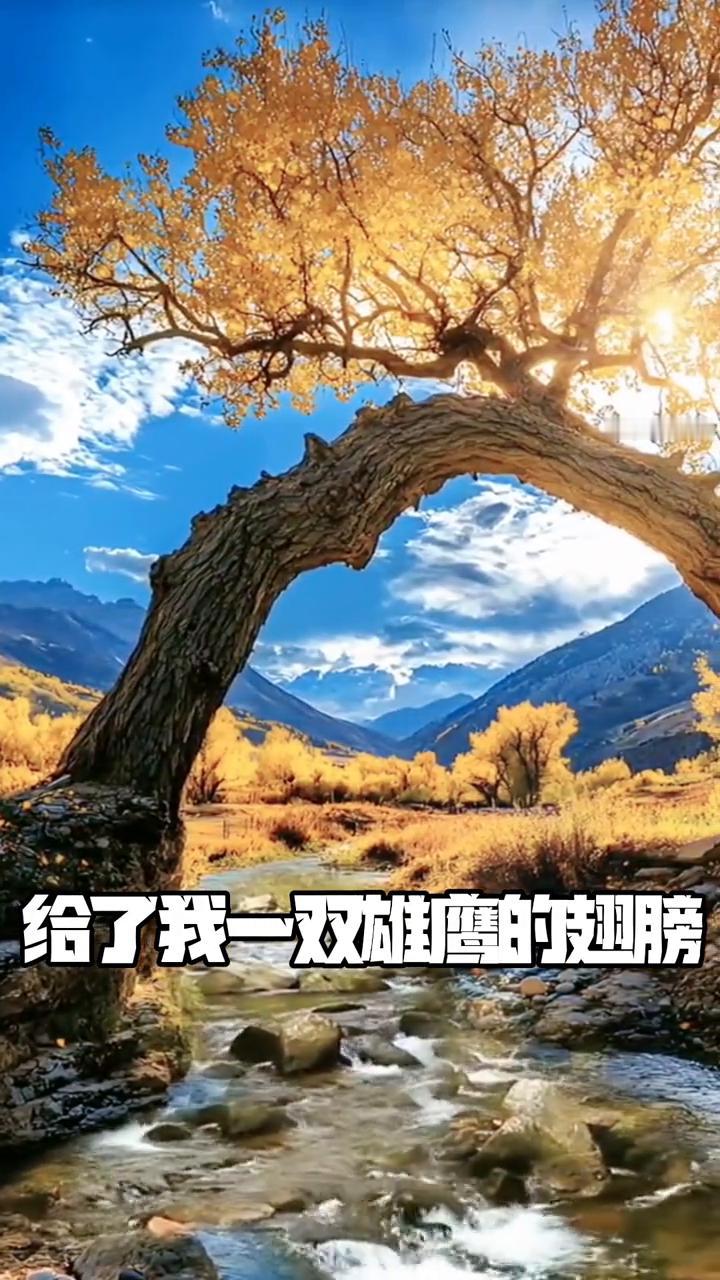 刀郎黄灿《肖尔布拉克》早期同台影像资料。
首尔古拉格娅热烈奔放，给了我一双雄鹰的