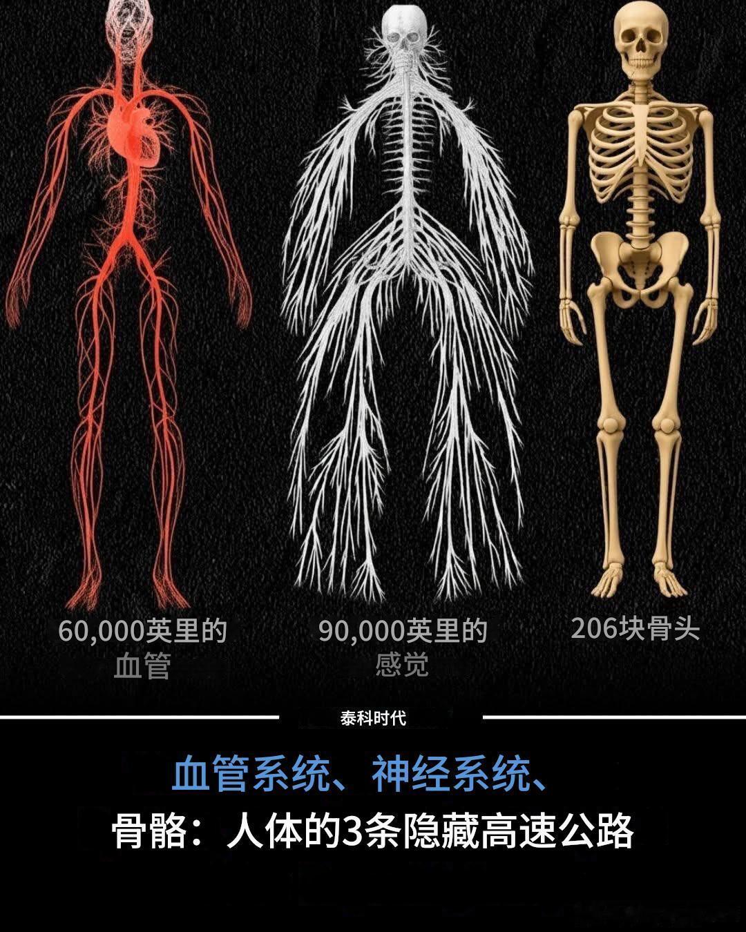 你的皮肤之下，隐藏着一个比任何机器都更加精妙复杂的世界。人体依靠三条无形的“高速
