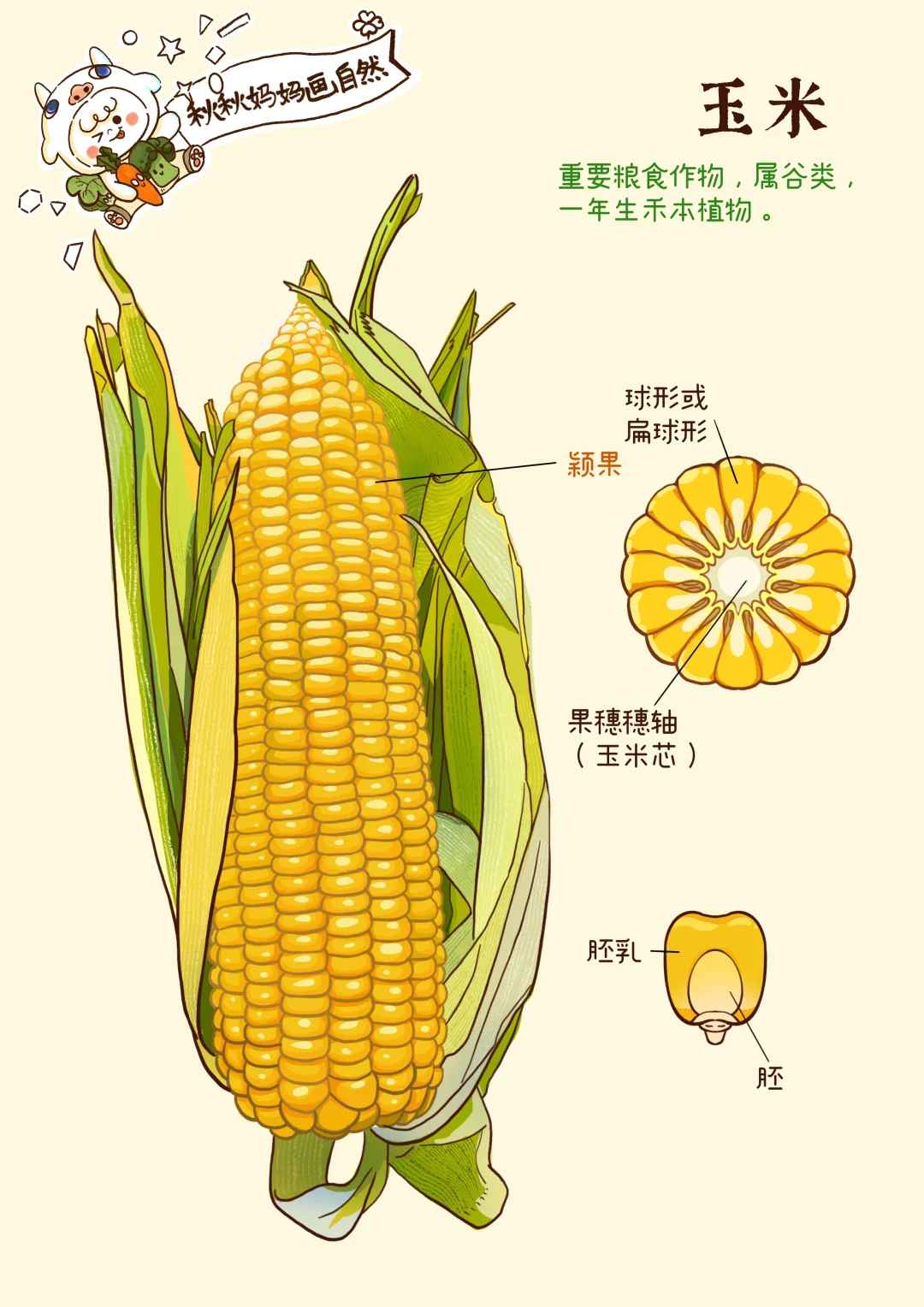 画给孩子的科普｜用空气炸锅烤玉米也很好吃