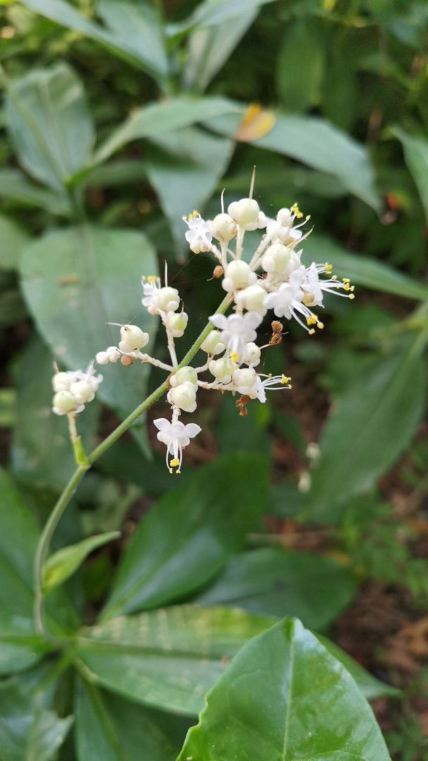 ‎种植 杜若（Pollia japonica）是鸭跖草科多年生草本，喜阴湿、温暖