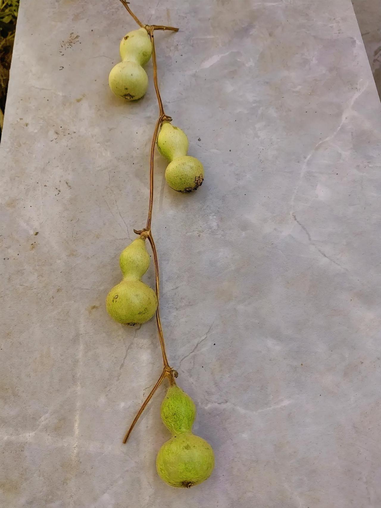 大家发现没有？现在的兄弟姐妹，，只要父母不在了，亲情也就散了！
村里一家人，兄弟