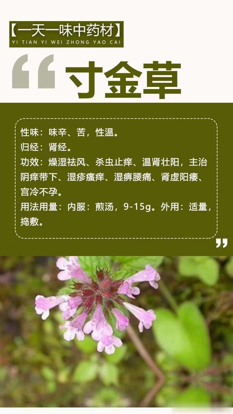  【一天一味中药材】寸金草性味：味辛、苦，性温。归经：肾经。功效：燥湿祛风、杀虫