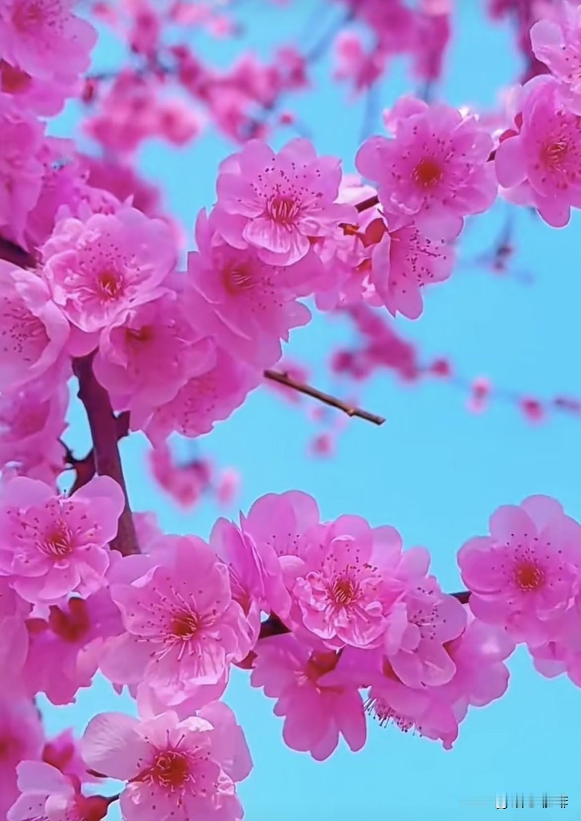 上联：桃花朵朵风中笑
 下联：翠竹枝枝雨里歌