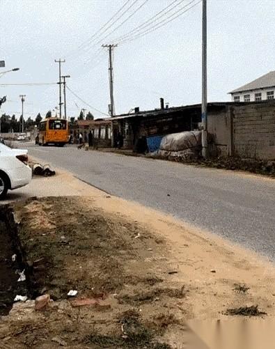 中国青年报报道了村口发生的一件事：几条狗，黄的、花的、白的，每天下午都雷打不动地
