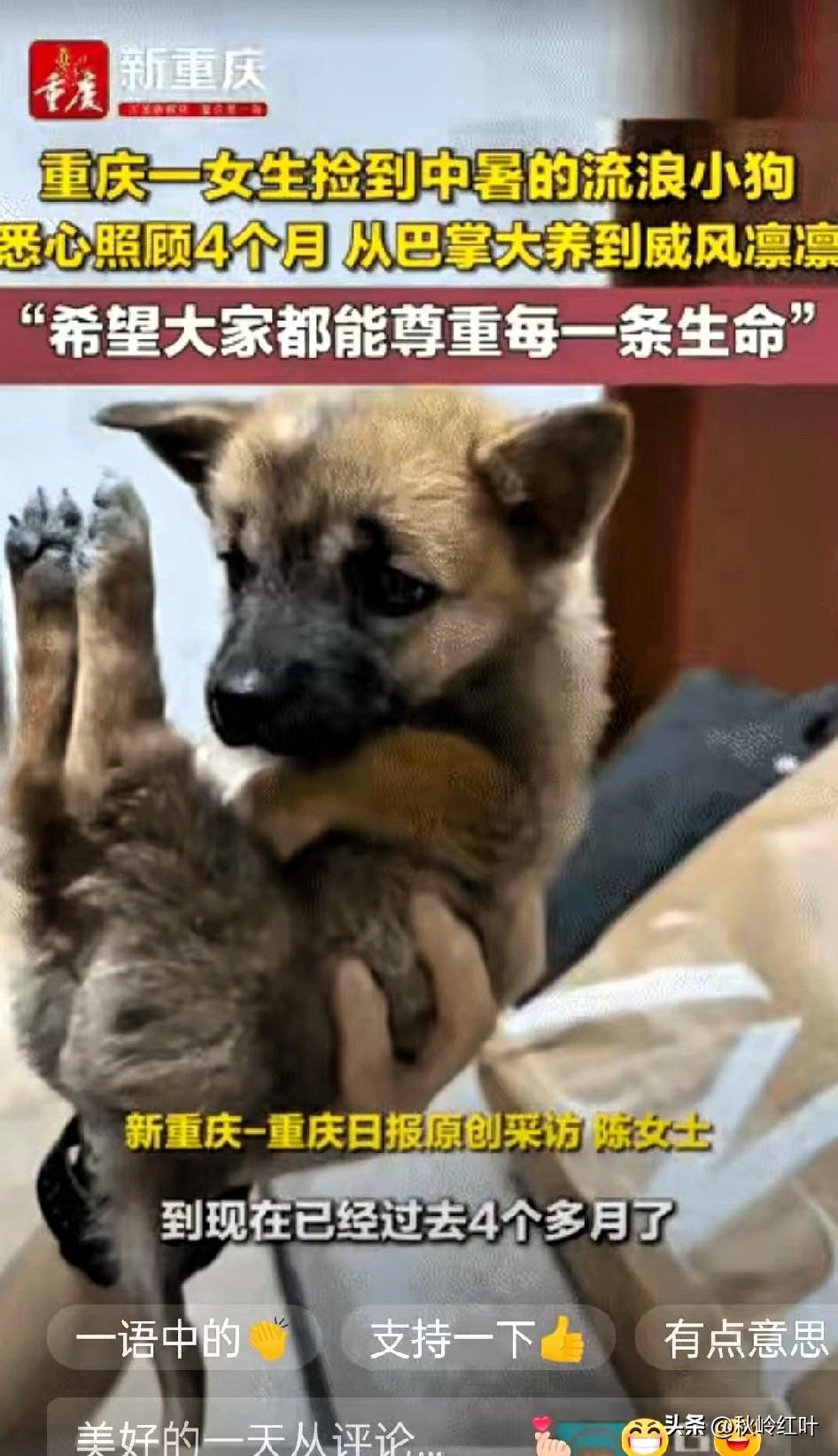 “被爱会疯狂长出血肉！”重庆那只在酷暑街头差点断气的流浪狗，用四个月的变化，把这