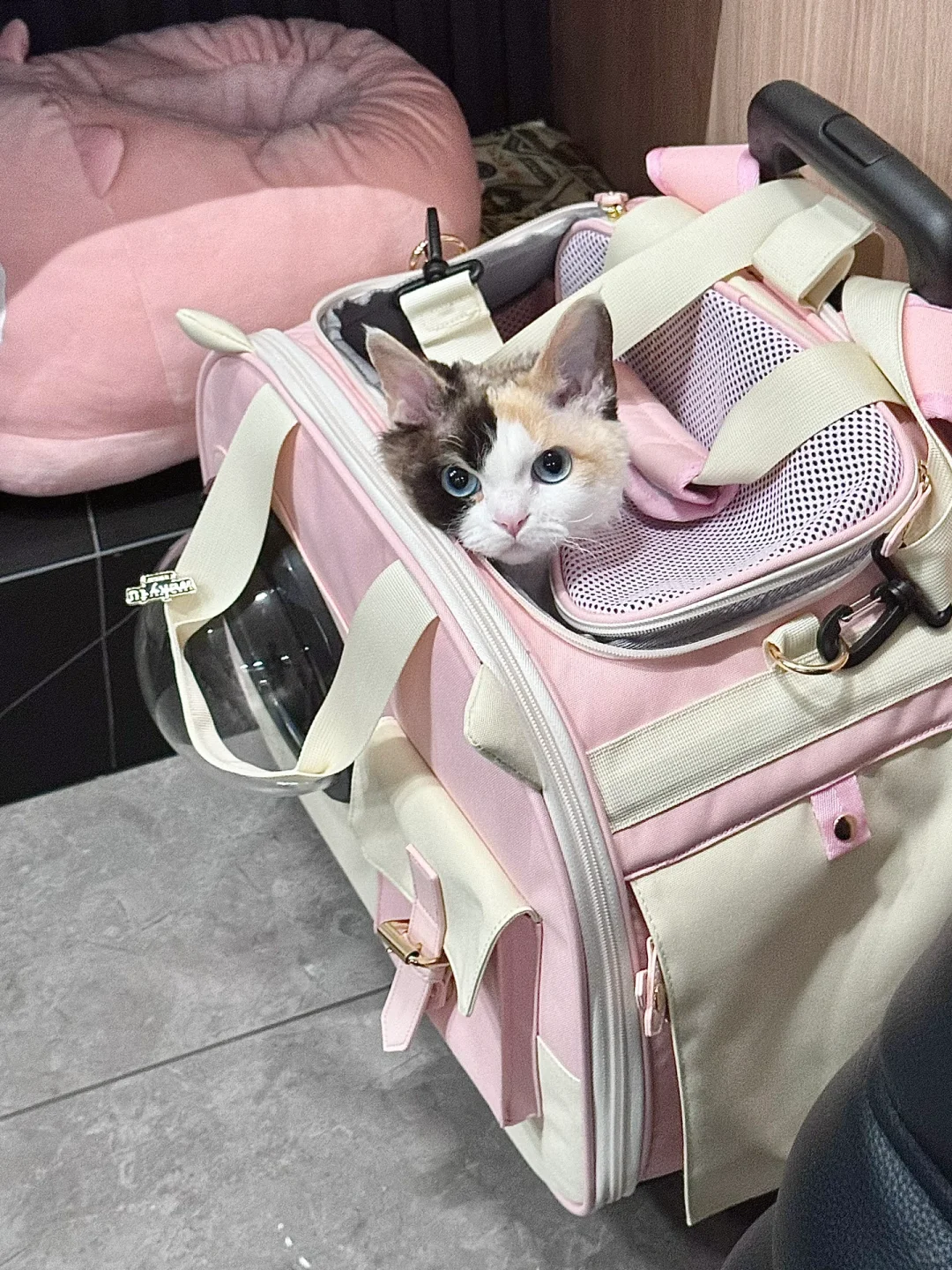 🥺是要打包带走我吗？