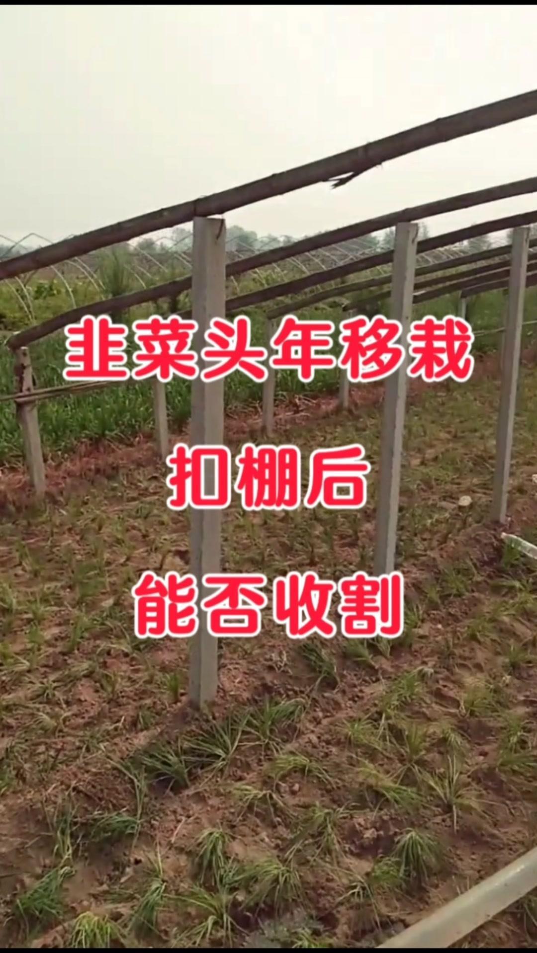 1️⃣春季移栽后扣棚可以收割，一般收割一刀为宜，最多不要超过两刀。
2️⃣秋季移