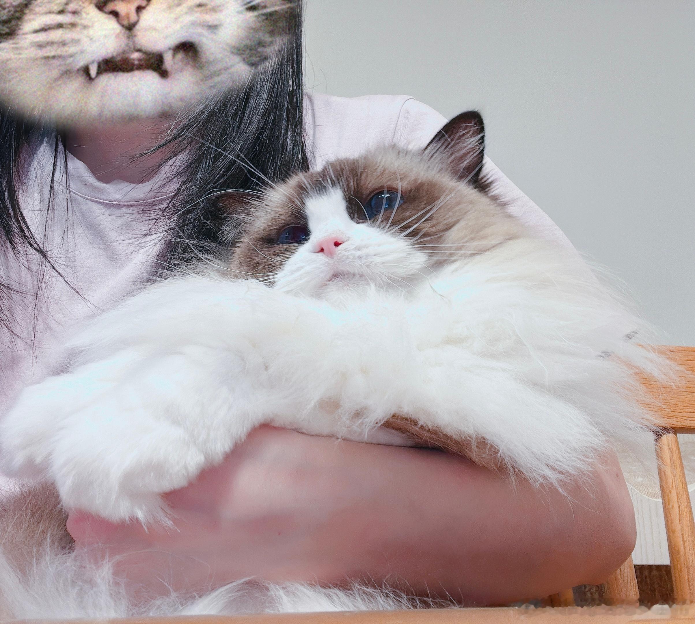 又香又乖又软 ​​​