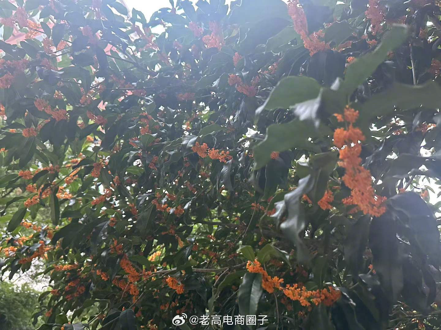 院子里的桂花几天前盛开，现在全落了，生如桂花，人生短暂，企业也很短暂，我们都在奔