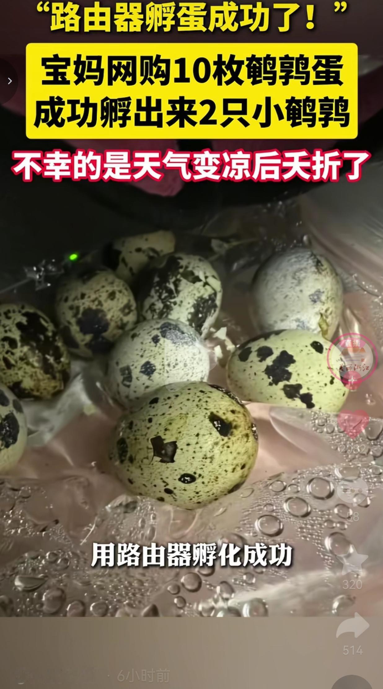 谁能料到，家里天天用的普通路由器，竟然被宝妈改造成简易孵化器，真的孵出了鲜活的小