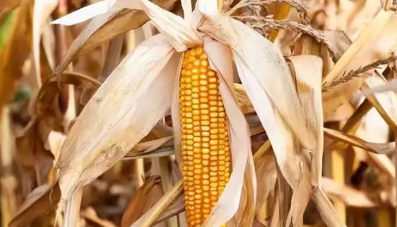 为什么玉米被认为是“外星植物”？大部分人都不知道，全球玉米年产12亿吨，但地球上