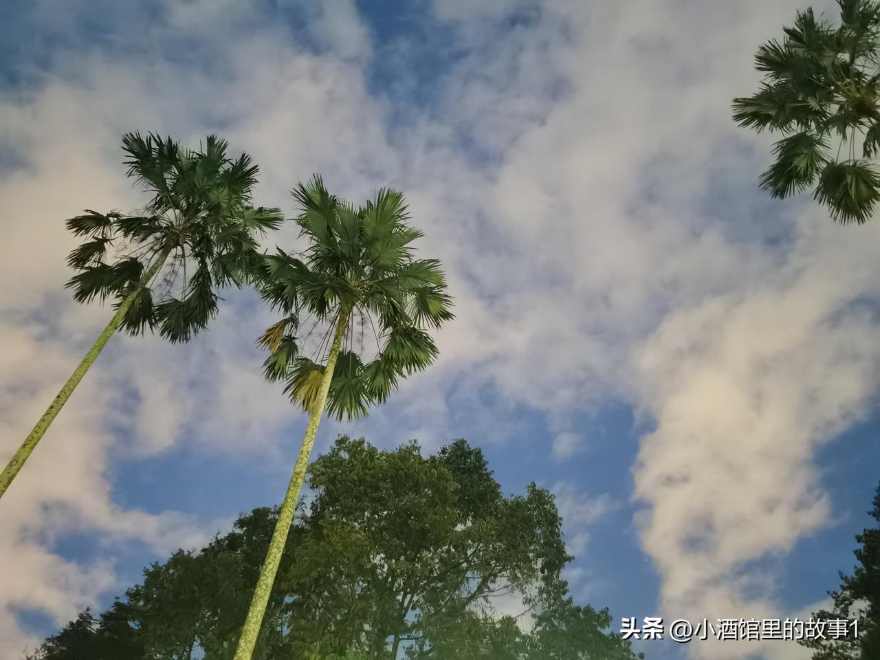 椰子树，铁树，棕榈树…
这种非常能代表南方地域的树，真的非常受我这个北方人的喜欢