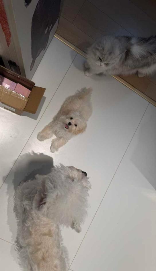 软软萌萌的三小只🥺🥺 