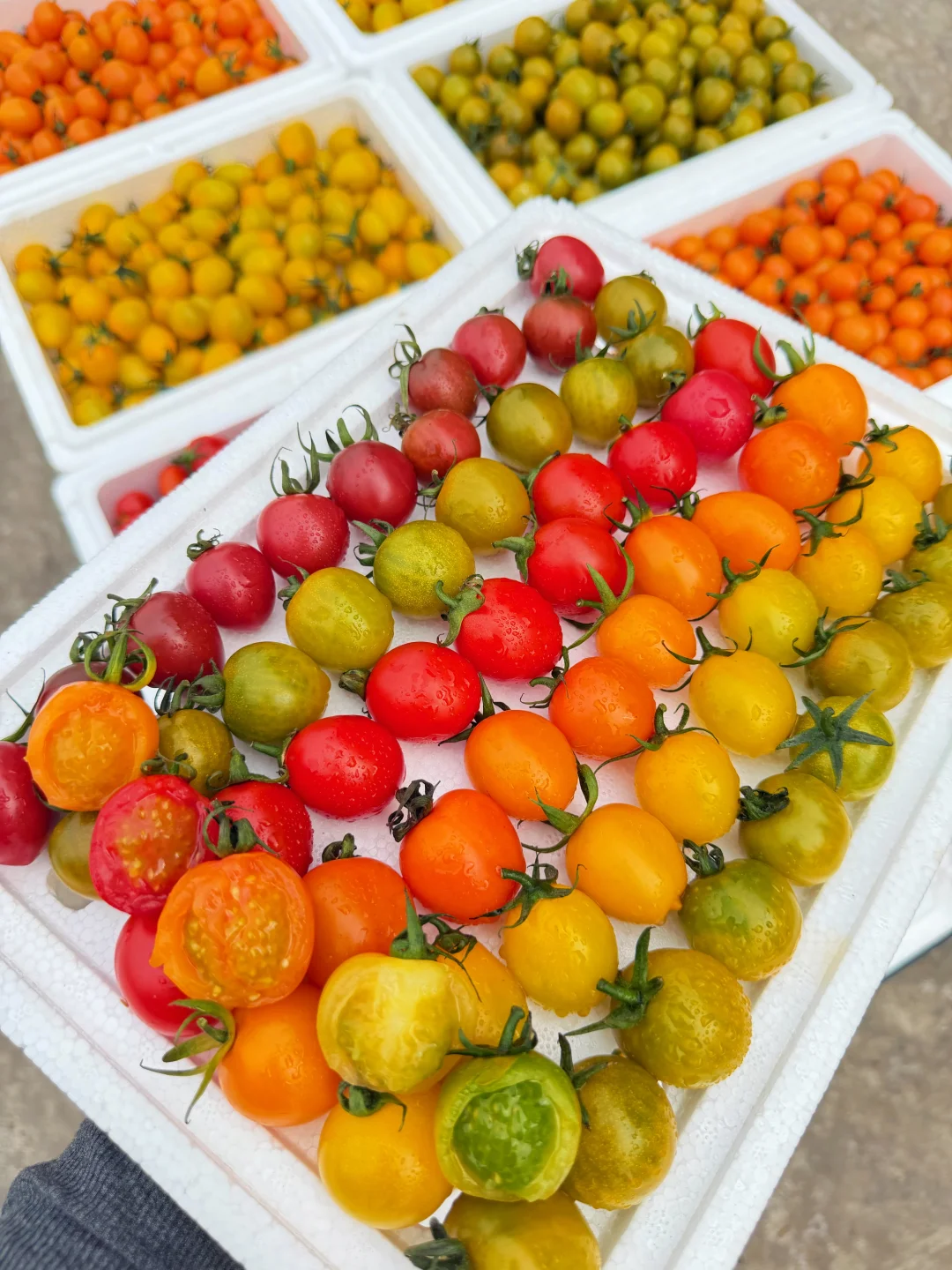 新品预告，老顾客免费试吃，留下脚印👣。