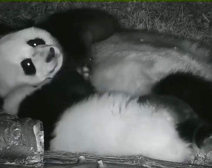 看得我母爱泛滥，熊猫哄娃睡觉跟人一样也是拍拍宝贝来的 