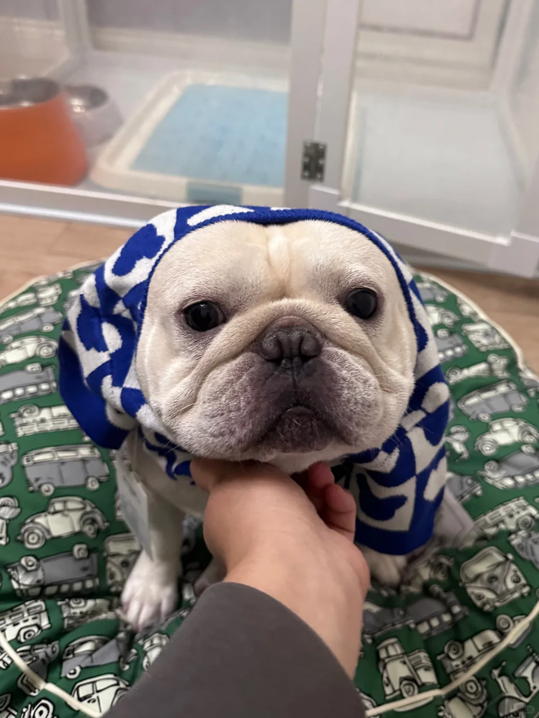 刚洗完澡的香香小狗让人吸得好上头