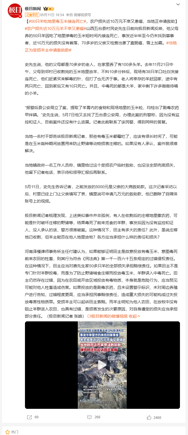 50只羊吃地里毒玉米接连死亡 山西五台县老人50只羊吃了别人地里的毒玉米全死了，