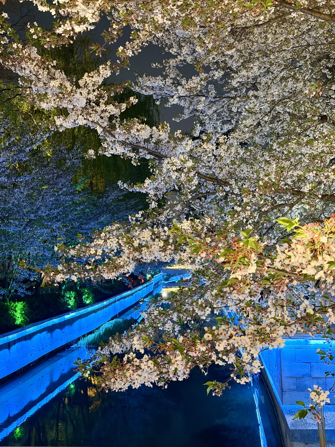 4.1实拍，赶一场珍珠河夜樱的末班车