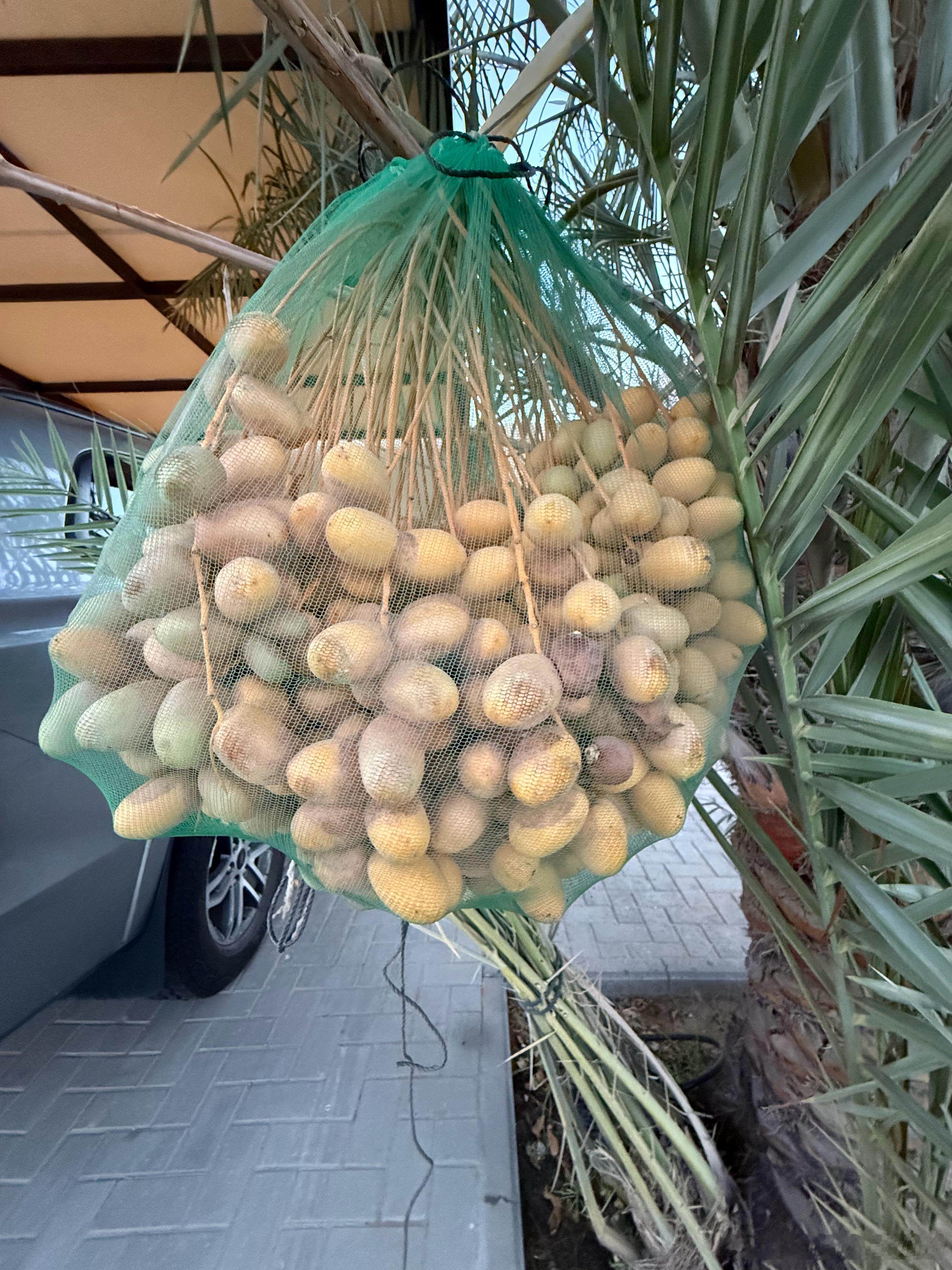 我们这里的椰枣快成熟了！每年一到盛夏，迪拜的椰枣树上就挂满了沉甸甸的果串，从青黄