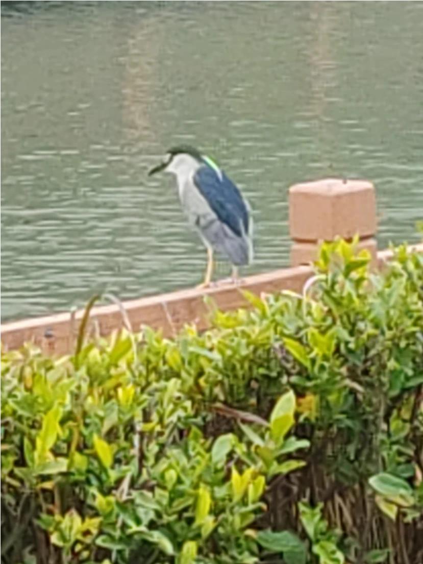 醉卧古藤听鸦叫
远站新桥拍鸟影