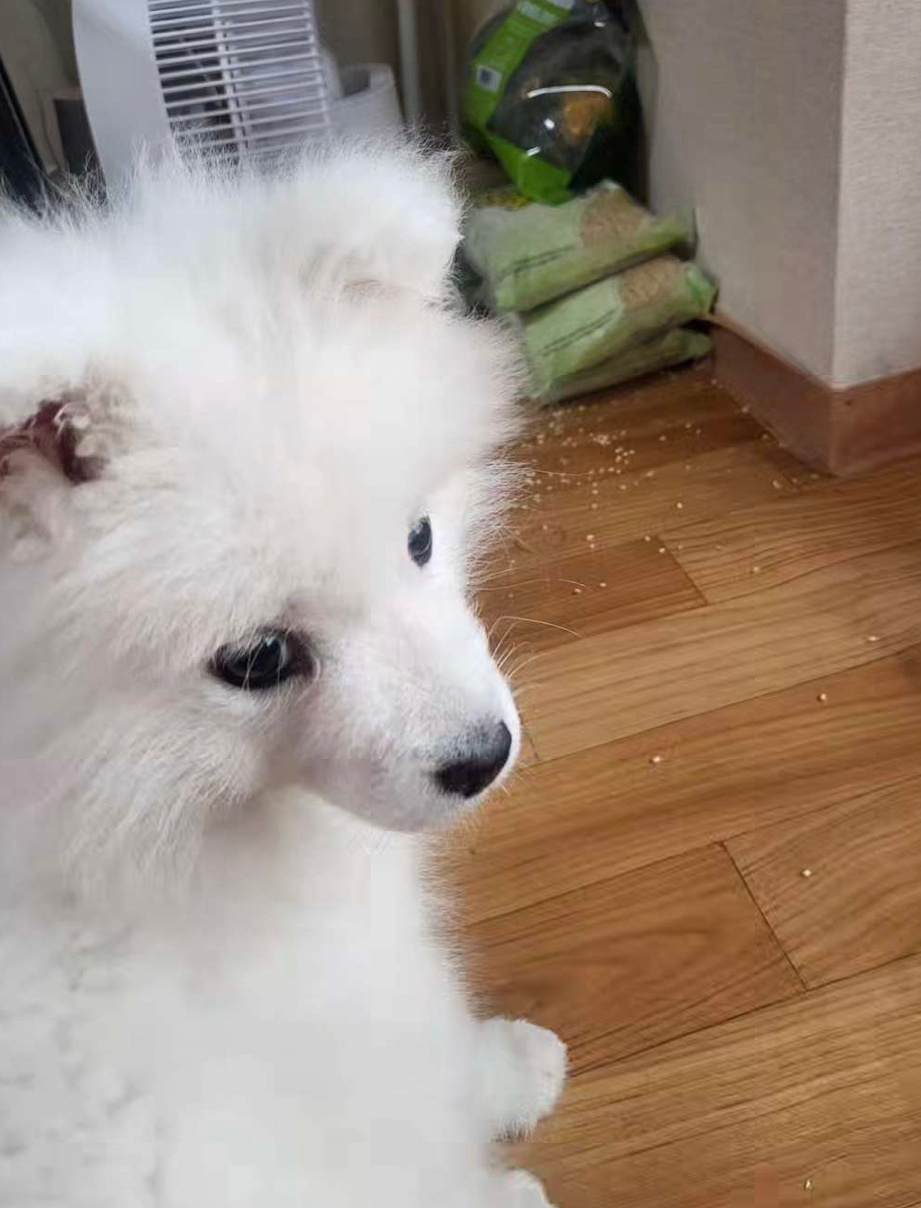 萨摩耶：是袋子质量不好自己碎掉的 ​​​