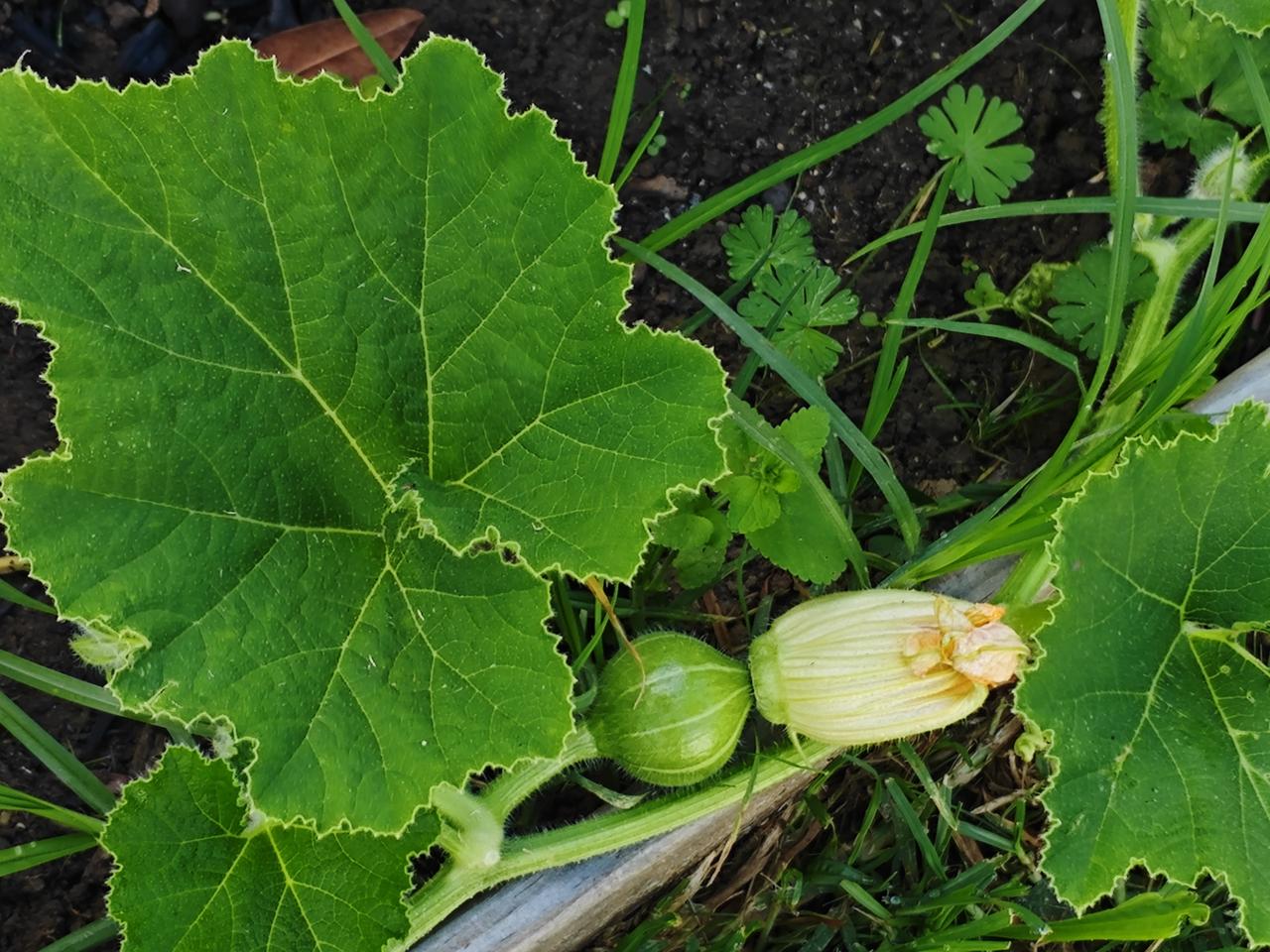 生活中的希望

依照惯例，早上起来要在院子里“巡视”一番，“巡视”的重点当然是自